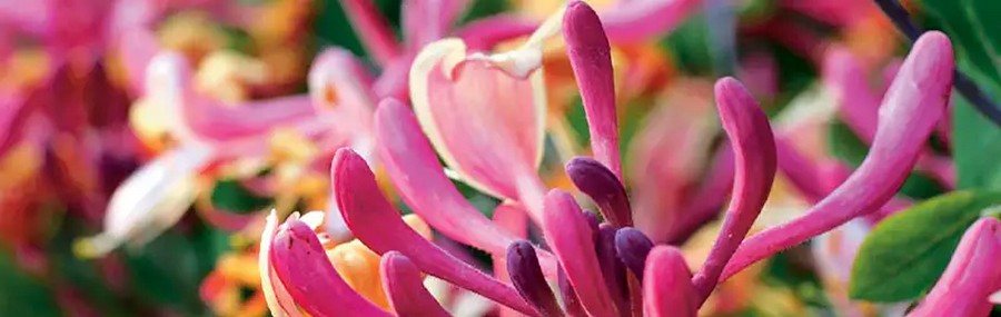 Madreselva - Lonicera