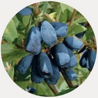 Bayas de Madreselva Azul - Lonicera Caerulea
