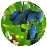 Bayas de Madreselva Azul - Lonicera Caerulea