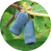 Bayas de Madreselva Azul - Lonicera Caerulea