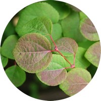 Madreselva Japonesa- Honeysuckle