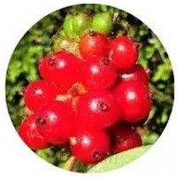 Lonicera Tatarica - Tatarian Honeysuckle