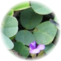 Manayupa - Desmodium Mollicum