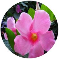Mandevilla