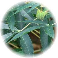 Manihot Esculenta-Cassava