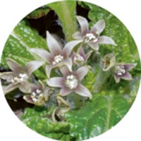 Mandragora Officinal