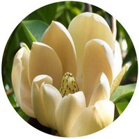 Manglietia Pachyphylla