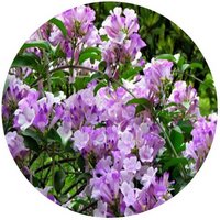 Mansoa Alliaceae - Pseudocalymma Alliaceum