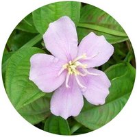 Melastoma Dodecandrum