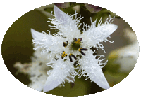 Menyanthes Trifoliata