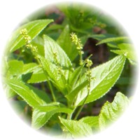 Mercurialis Perennis