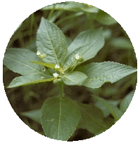 Mercurialis Perennis