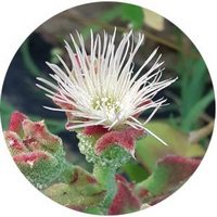 Mesembryanthemum Crystallinum - Crystalline Iceplant