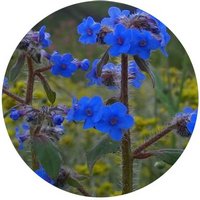 Microula Sikkimensis