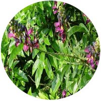 Millettia Reticulata