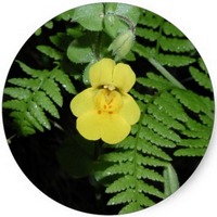 Mimulus Guttatus