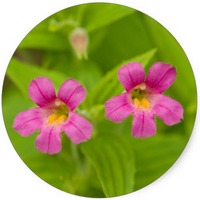 Mimulus Guttatus