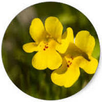 Mimulus Guttatus