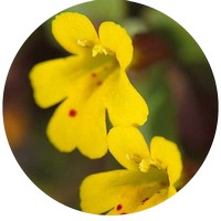 Mimulus Guttatus