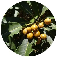 Bakul - Mimusops Elengi