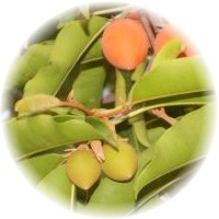 Mimusops Elengi Flowers