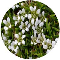 Minuartia Macrocarpa