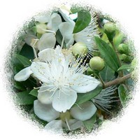 Mirto o Arrayan: Myrtus Communis