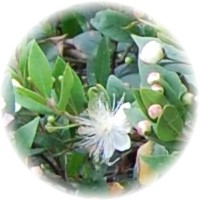 Mirto o Arrayan: Myrtus Communis