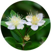 Mirto o Arrayan: Myrtus Communis
