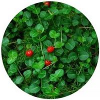 Mitchella: Mitchella Repens