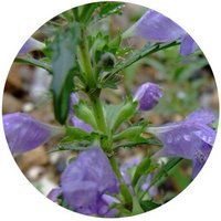 Dracocephalum Moldavica