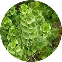 Moluccella Laevis