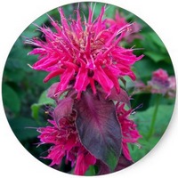 Monarda - Oswego Tea