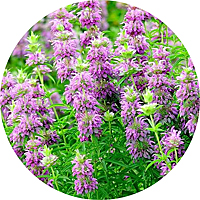 Monarda - Oswego Tea