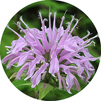 Monarda - Oswego Tea