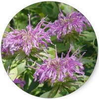 Monarda Fistula