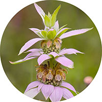 Monarda Clinopodia - Basil Beebalm