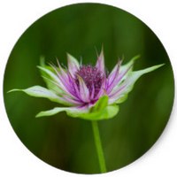 Monarda Clinopodia - Basil Beebalm