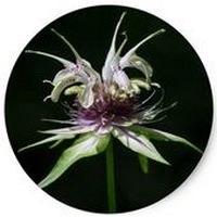 Monarda - Oswego Tea
