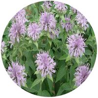 Monarda Didyma