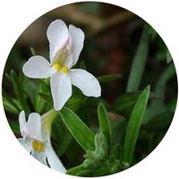 Monochasma Savatieri