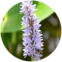 Monochoria Korsakowii