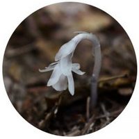 Monotropa Uniflora