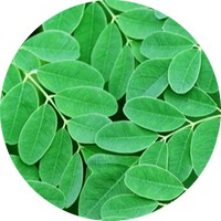 Moringa Oleifera