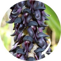 Mucuna Pruriens