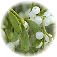 Muerdago - Gui - Mistletoe