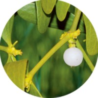 Muerdago - Gui - Mistletoe