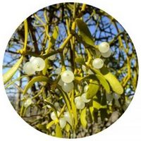 Muerdago - Gui - Mistletoe