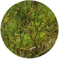 Muerdago - Gui - Mistletoe