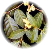 Ptychopetalum Olacoides: Muira Puama